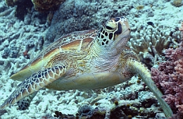 Sipadan_2015_Tortue Franche_Chelonia mydas_IMG_2279_rc